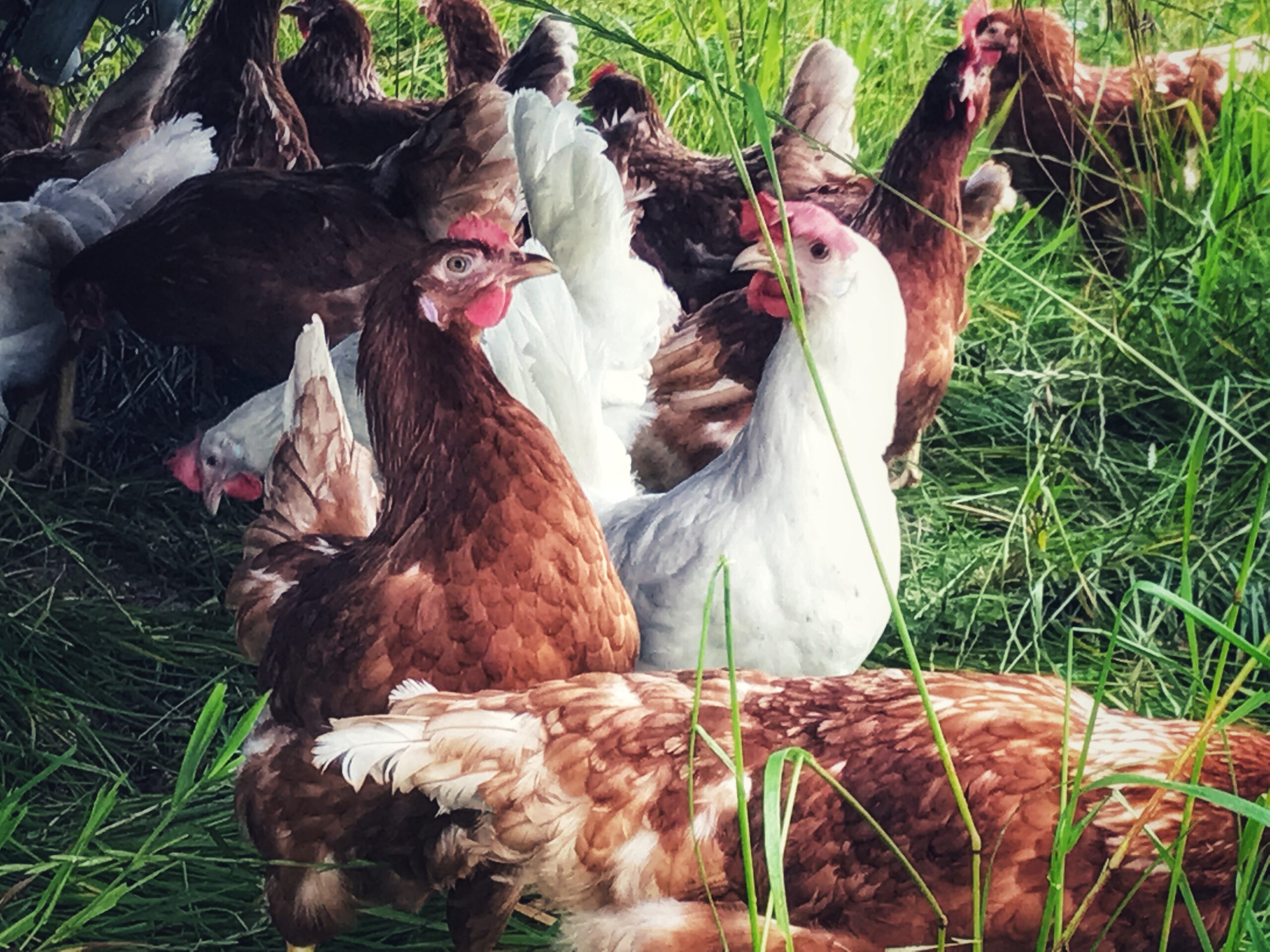 Unsere neuen Hühner